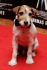 uggie foto 